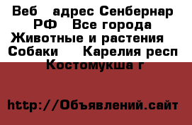 Веб – адрес Сенбернар.РФ - Все города Животные и растения » Собаки   . Карелия респ.,Костомукша г.